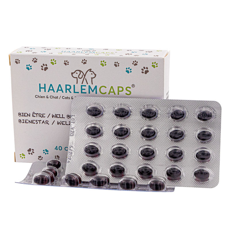 Chats de perros de Huile Haarlem